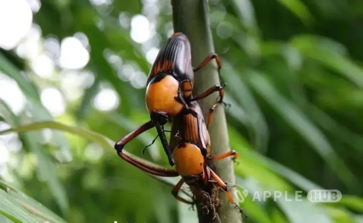 评论图片-心动未来iOS证书